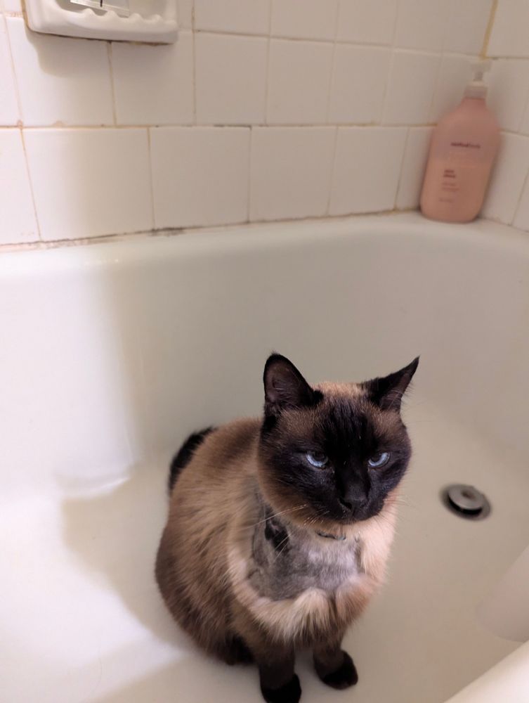 A Siamese cat sitting in the bathtub 🛁 tub cat on a Monday 