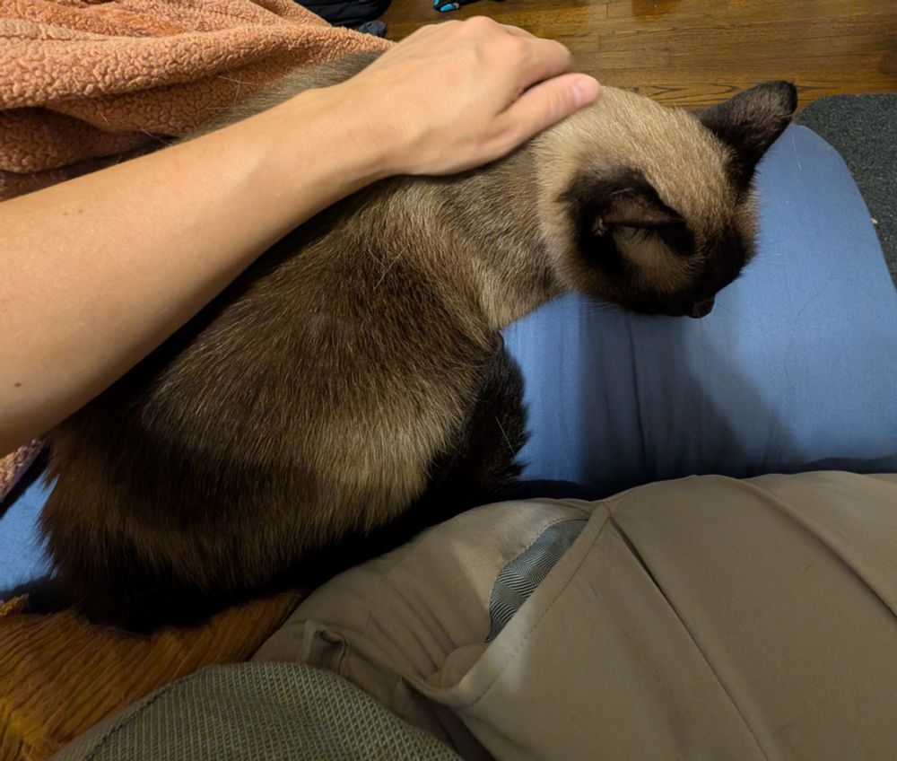 A Siamese cat is curled up on the corner of the bed next to a man with his arm around him sitting in a pair of khakis