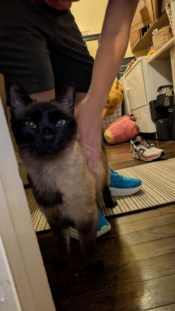 A Siamese cat standing in a hallway, being pet by a person standing behind him. 