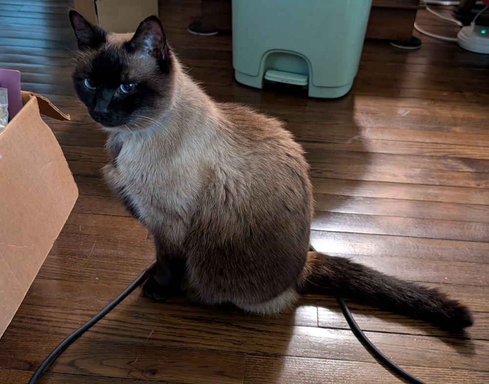 A Siamese cat sitting upright on a wooden floor looking off into the distance.