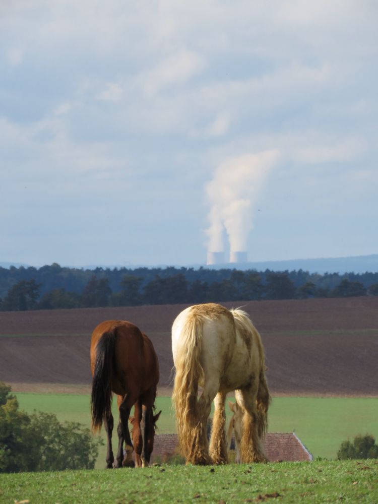 Chevaux devant une centrale nucléaire au loin