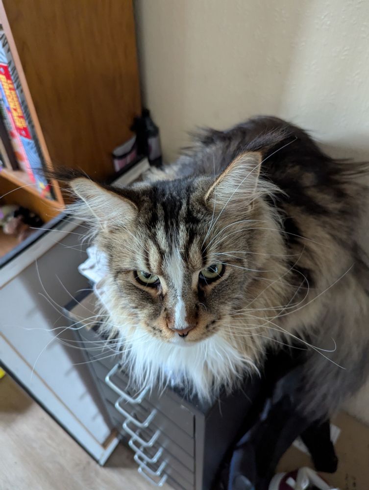 Mischievous main coon staring at the camera while loafing