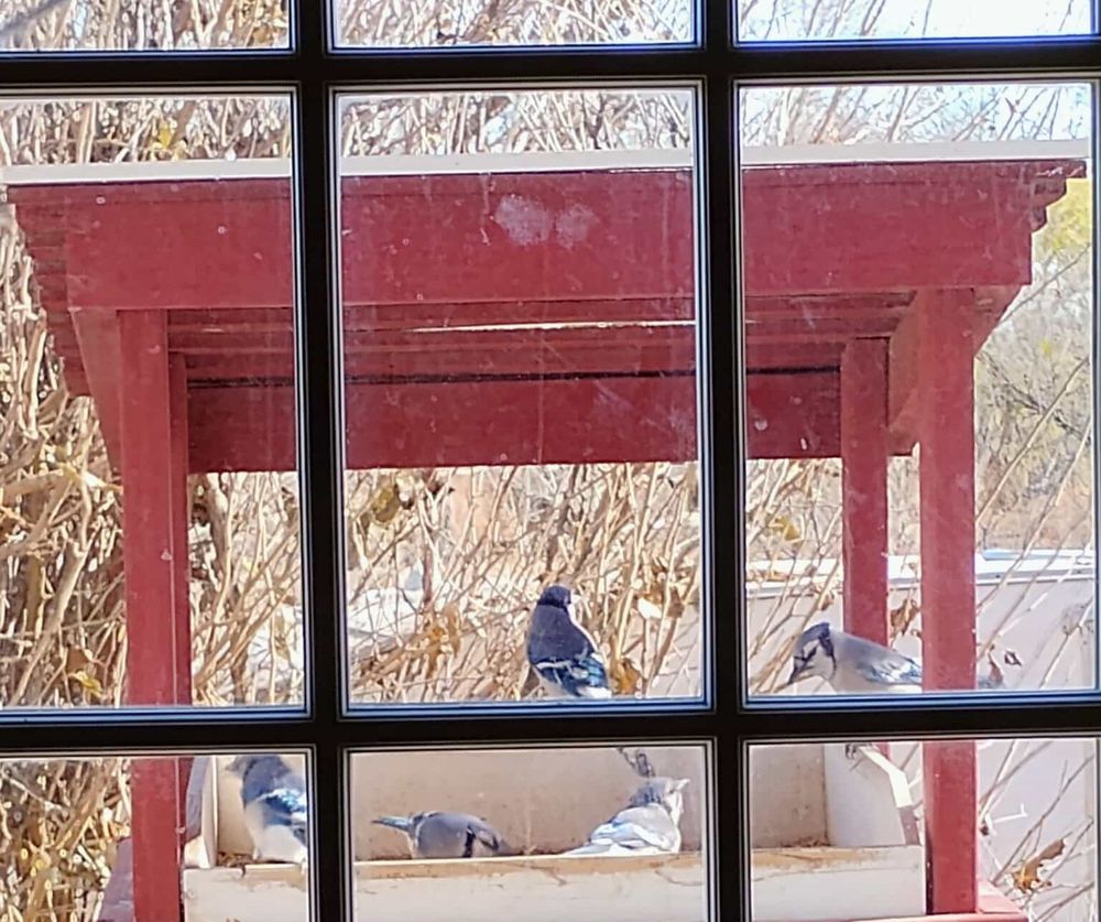 Five blue jays eating at a big bird feeder with a red roof.