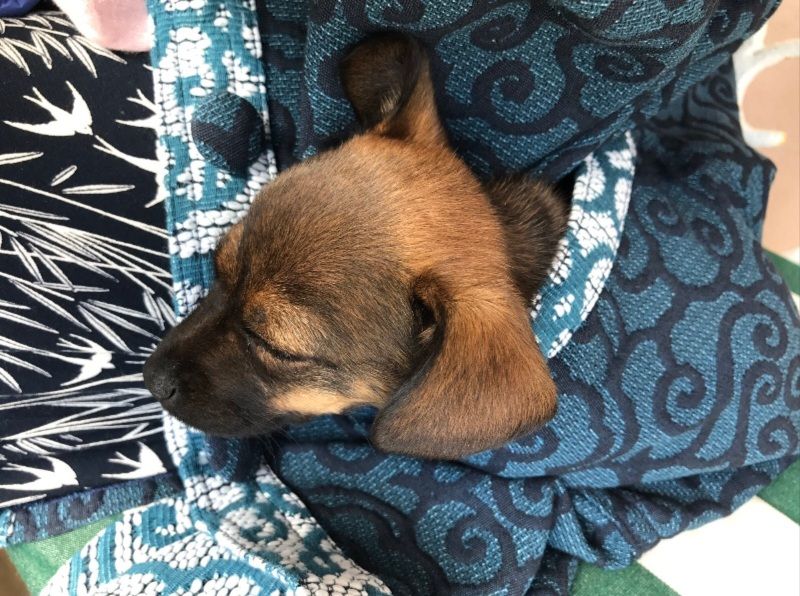Pictures of a very tiny female Terrier named Inca, who lives in Ireland at Suzanna Crampton's #BlackSheepFarm. Traveling with my shepherd, who safely stowed me in a cloth bag on his body. All pictures & Screenshots by Suzanna Crampton 