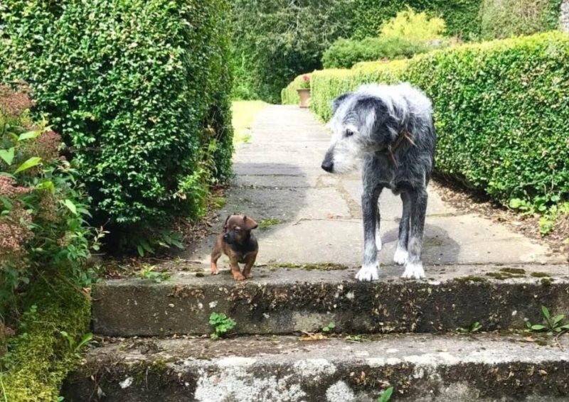 Pictures of a very tiny female Terrier named Inca, who lives in Ireland at Suzanna Crampton's #BlackSheepFarm. Portrait and size comparison with Pepper in the garden. All pictures & Screenshots by Suzanna Crampton 