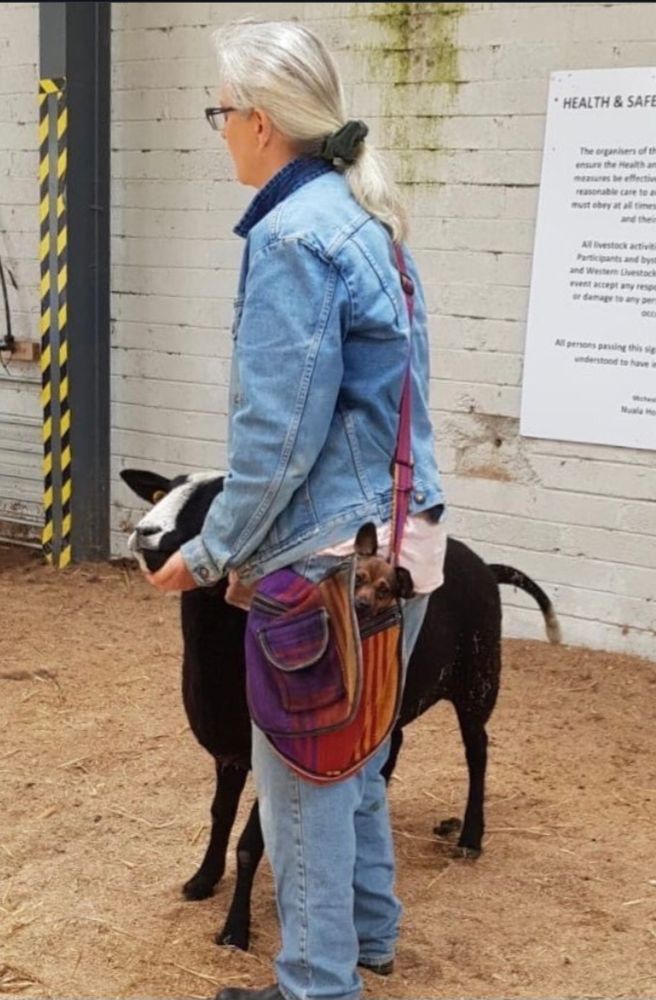 Pictures of a very tiny female Terrier named Inca, who lives in Ireland at Suzanna Crampton's #BlackSheepFarm. My shepherd next to a #ZwartblesSheep at a sheep auction. My shepherd safely stowed me in a cloth bag on his body. All pictures & Screenshots by Suzanna Crampton 