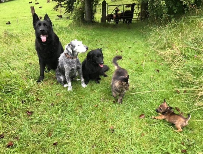 Pictures of a very tiny female Terrier named Inca, who lives in Ireland at Suzanna Crampton's #BlackSheepFarm. Portrait with BigFellow, Pepper, Bear, cat Bodacious and running Inca. All pictures & Screenshots by Suzanna Crampton 