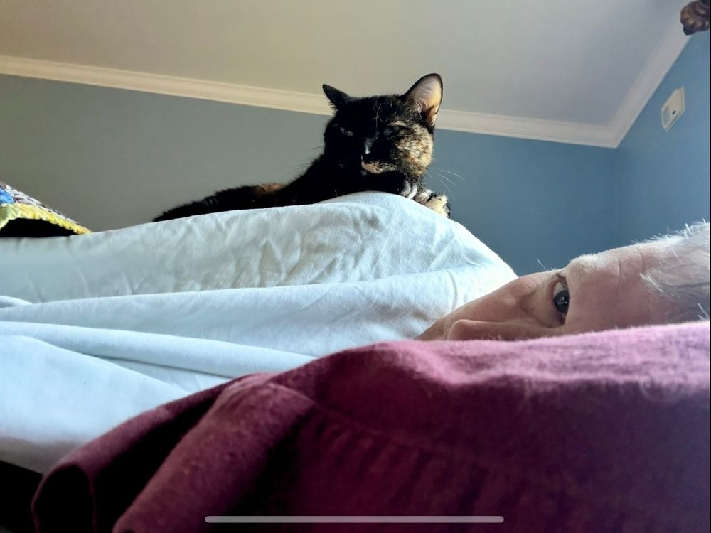 Alice the cat perched upon her human’s shoulder in bed. The human is looking at the camera with one eye peeking over the pillow. 