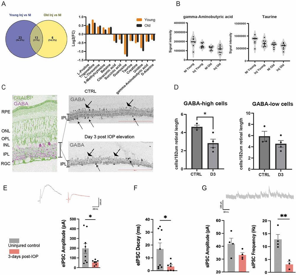 Comparison of injury response in both young and middle-aged mice. A: 36 metabolites were significantly differently regulated in the retina of 3 months of age (young) mice after injury in comparison to the non-injured 3 months of age retina, whereas 19 metabolites were significantly differently regulated in the 12 months of age (old) injured retina in comparison to the 12 months of age non-injured control. Of these metabolites, 13 metabolites were found to be differently regulated in both the old and the young retina after injury. All these metabolites showed the same mode of change (increased or decreased levels) in the 12 months of age (black) and the 3 months of age (orange) retina after a single short term IOP elevation injury. N = 8 mice/group. B shows the signal intensity of GABA and Taurine, which are both found in significantly lower levels after IOP injury in the retina of 3 months of age and 12 months of age mice Violin plots show the non-normalized signal intensities. The black bar shows the median, the dotted lines show the 1st and the 3rd quartile. C shows localization of GABA immunoreactivity within the retina. CRALBP staining (green) highlights especially Mueller cells and the retinal pigment epithelium and allows to identify the different retinal layers. GABA immunoreactivity (purple) is seen in the IPL, INL and RGC layer. Exemplary grey scale images of GABA immunoreactivity in the CTRL and at Day 3 after IOP elevation are shown on the right. Arrows with small arrowheads point towards GABA-hi cells and arrows with large arrowheads point towards GABA-lo cells. Scale bar represents182µm D shows the GABA-hi and the GABA-lo cell numbers/182µm in the CTRL and Day-3 post-IOP elevation retina (D3) (* p < 0.05). N = 3 mice/group.
