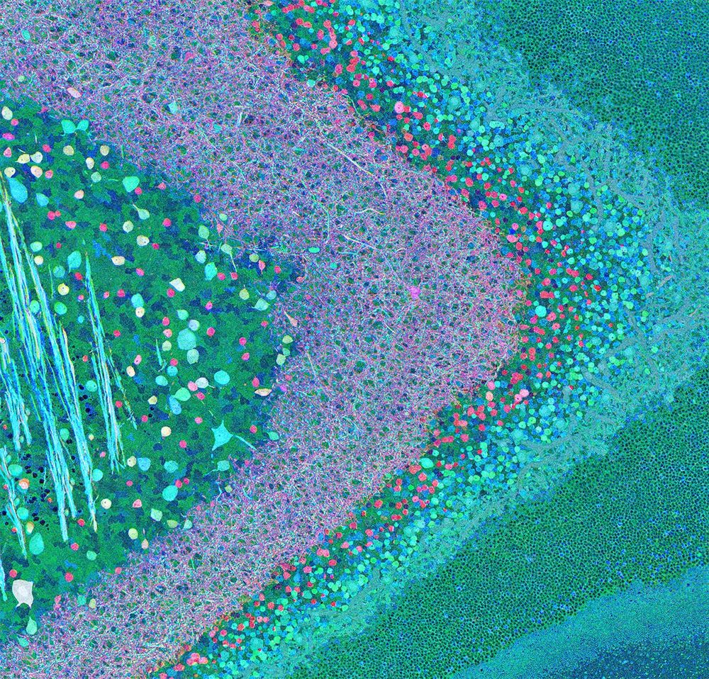 A section of retina through the optic fiber layer, ganglion cell layer, inner plexiform layer, inner nuclear layer with amacrine and bipolar cells, the outer plexiform layer and the outer nuclear layers of retina.  This has been labeled with antibodies against small molecules to visualize the metabolism using Computational Molecular Phenotyping (CMP) strategies.