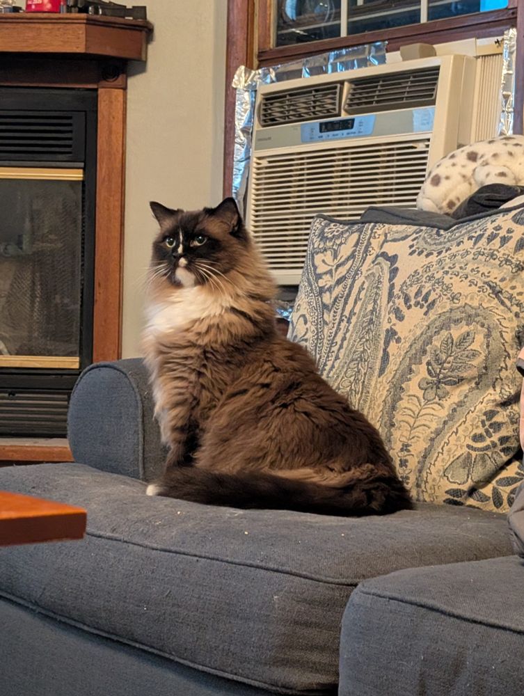 Fluffy brown ragdoll looks alert