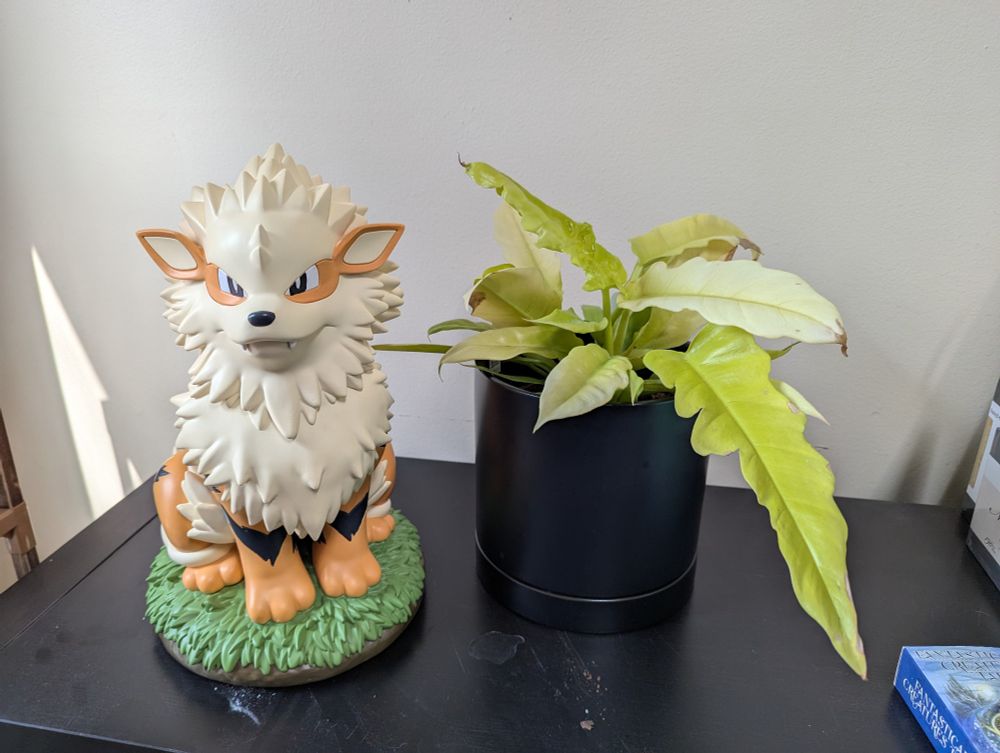 An Arcanine (orange dog with black stripes and fluffy cream fur) garden statue next to a golden crocodile philodendron that has long golden leaves in a black pot