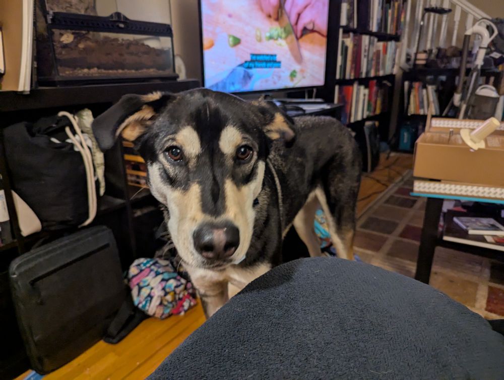 A black and brown dog with striking facial markings stares innocently at the camera having eaten half of the dried corpse of a frozen rabbit last night