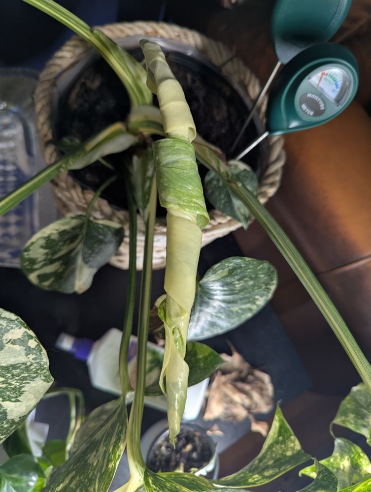 A green and cream fully furled Monstera leaf. There's are many gaps in the leaf that are fenestrations that give the tropical leaf it's look