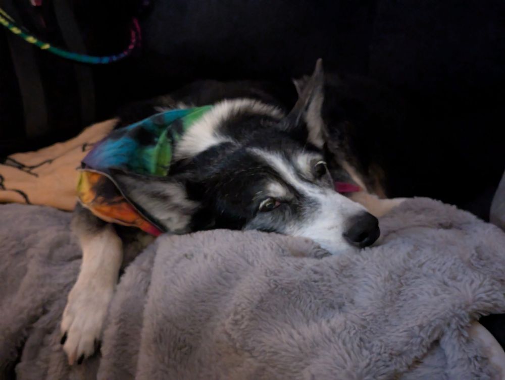A black and white herding mix dog in a rainbow tie dye bandana lays tiredly on his couch while looking at me and trying to convince me to go up to bed