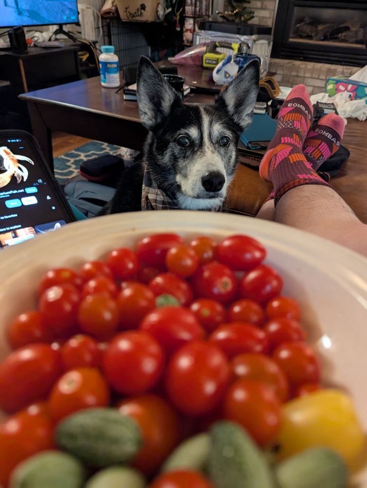 A black and white herding mix dog, alerted to the presence of tomatoes, stares hopefully at the bowl of tomatoes his human is holding