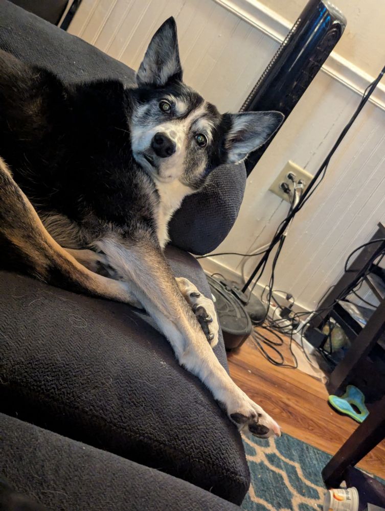 A black and white herding mix dog started into the camera, disgruntled at having been woken from his nap
