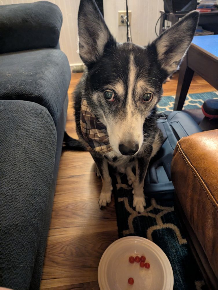 A black and white herding mix dog stares plaintively at the camera, a bowl with six tiny tomatoes at his feet