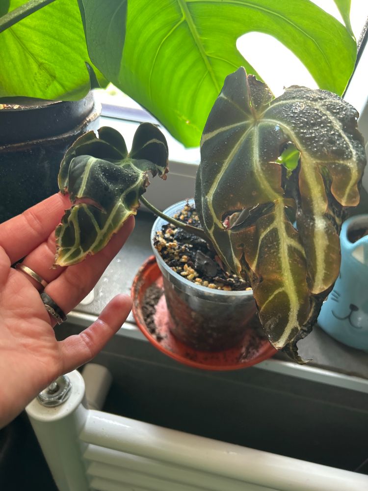 Crunchy leaves on a green stripy crystallinum. Brown splitting starting on the inside of leaf. Some brown along the edges 