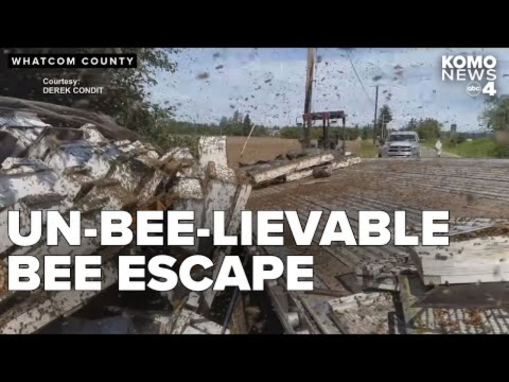 14 million bees escape after semi-truck spills load in Whatcom County