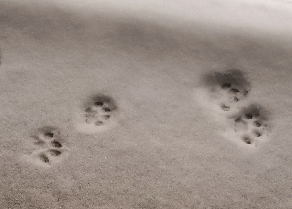 Closeup of four cat paw prints in the snow.