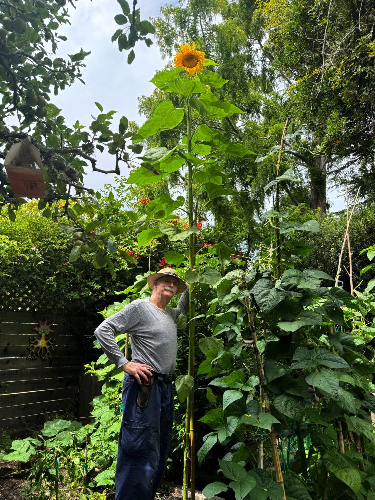 Man wearing hat standing next to 18 foot high sunflower