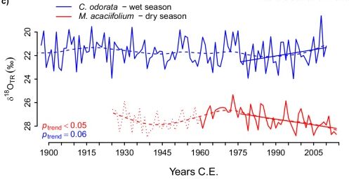 Tree ring oxygen isotope records from terra firme (blue line) and floodplain (red line) sites in the Amazon show diverging trends since approximately 1980. This is a proxy for a large-scale pattern of increasing rainfall in the wet season and drying in the dry season.