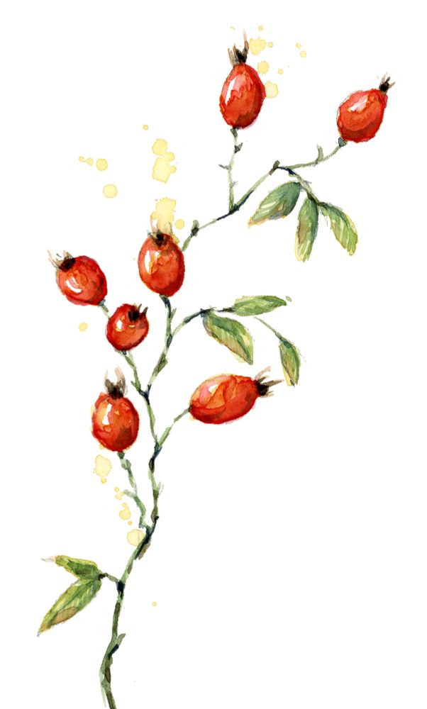 Watercolour sketch of a twig of rose hips