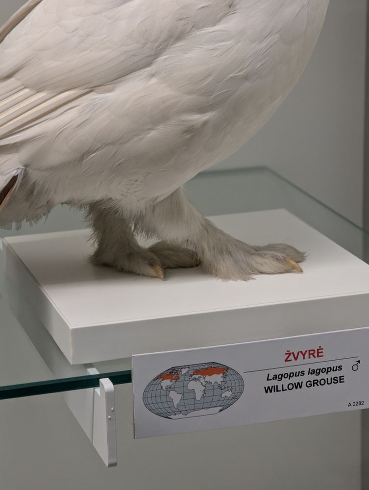 Willow Grouse's talons