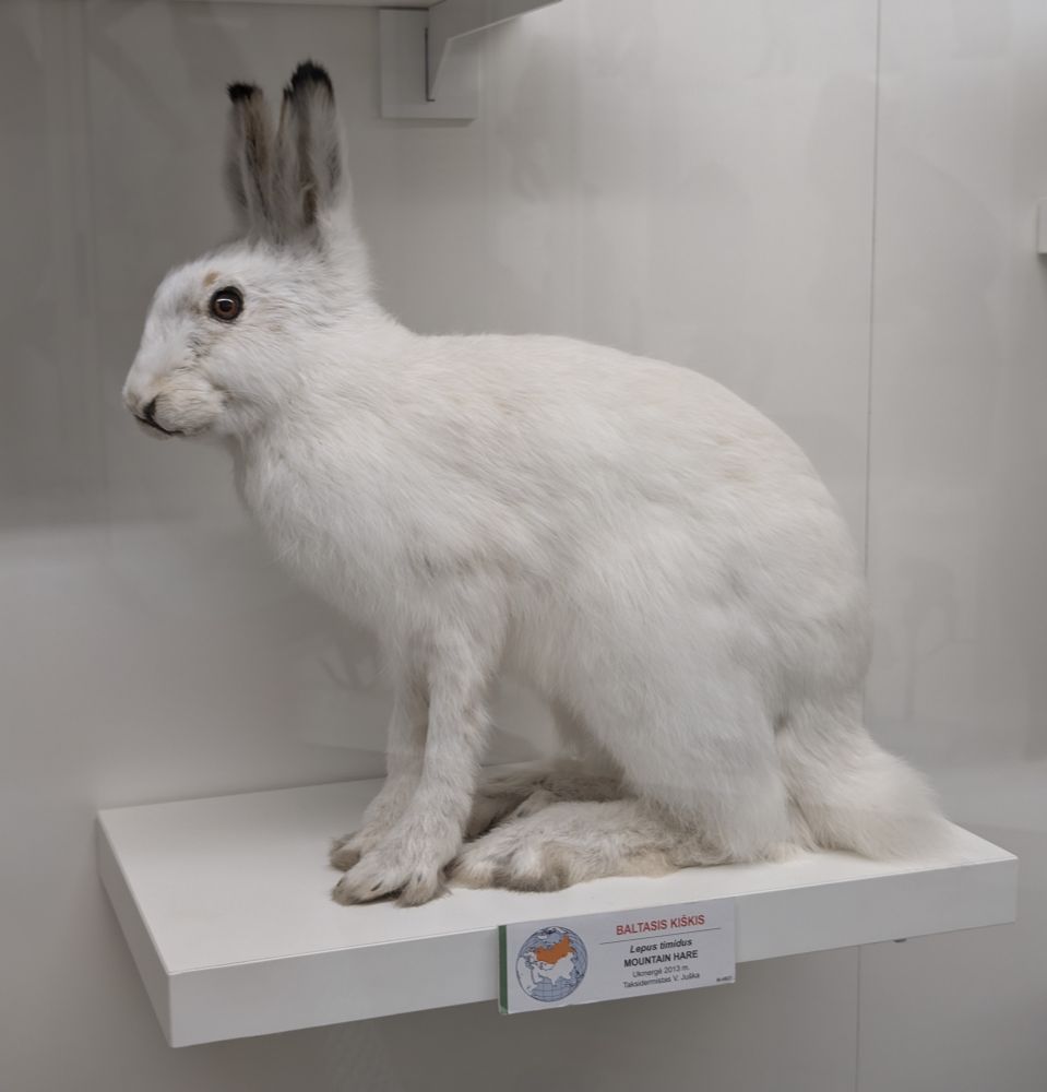 White mountain hare
