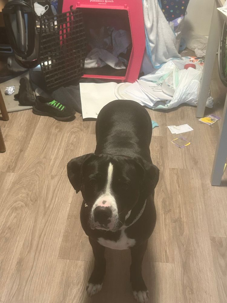 Closer shot of black and white pitty mix doggo in front of a pink Ruffland kennel, the rest of the picture you can ignore as it’s not important. 