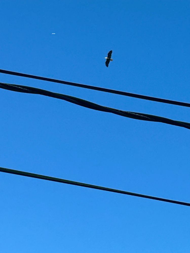 A blue sky with three black wires cutting through the middle of the image. Above them is a majestic bald eagle, gracefully soaring through the skies, acting as if I didn’t see his ass get spun out by the wind storm yesterday. Glad he’s ok, though. #wasstillfunnytosee #youtrynottolaughifyoulookupandseebrownandwhiteflyingonemomentandthenfidgetspinningthroughtheairthenext