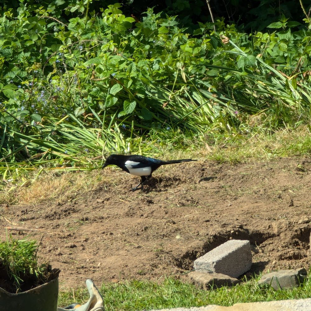 Photo of a magpie