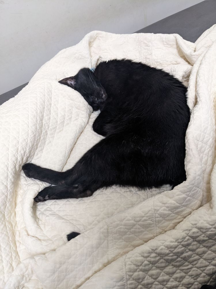 Oreo sleeping like a curled up shrimp.