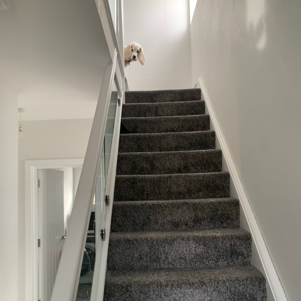 Buddy the cocker spaniel peers around the corner from the top of some stairs.