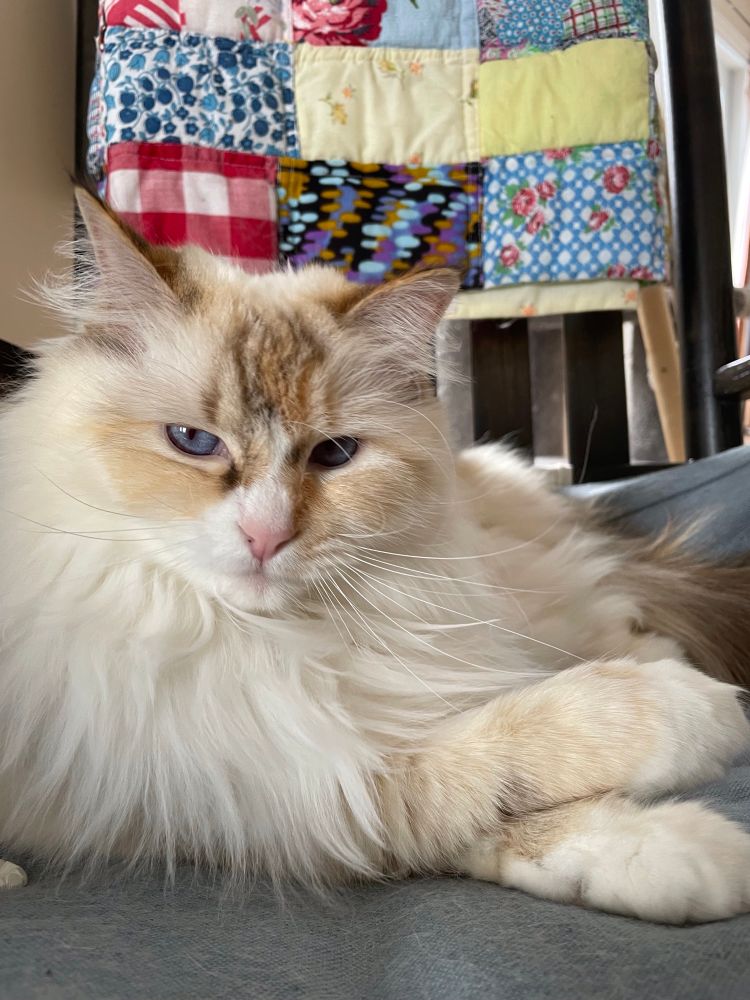 Photo of a tortie point mitted ragdoll princess
