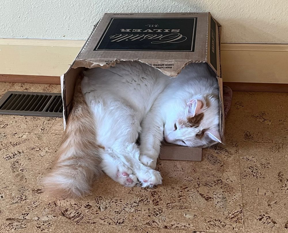 A big white cat lazes in a small box.