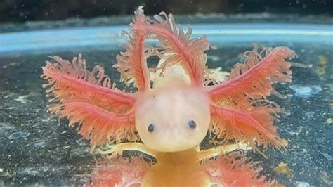 Axolotl with VERY long gills