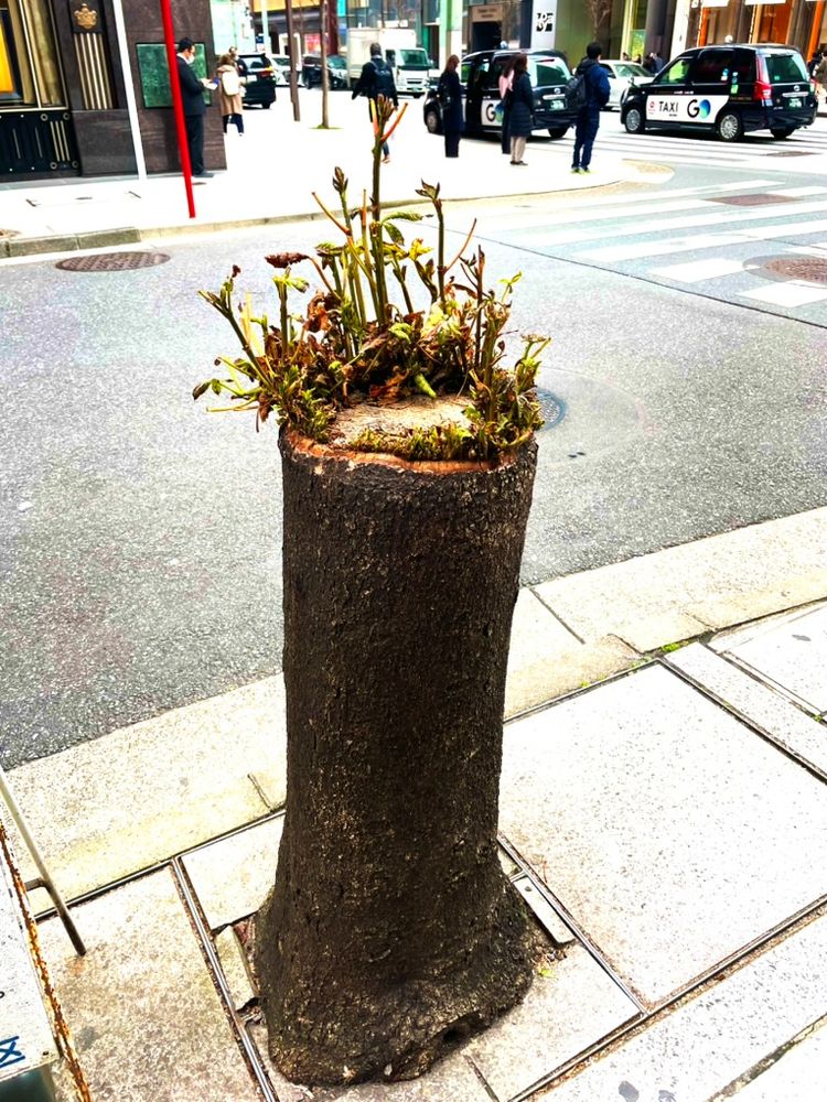 "I've been past this corner of Ginza many times but only noticed this amazing tree today....It refuses to die..."
Photo of a waist-hight tree stump in Tokyo's Ginza district that is sprouting a surprising amount of new shoots and leaves from its cut upper surface.