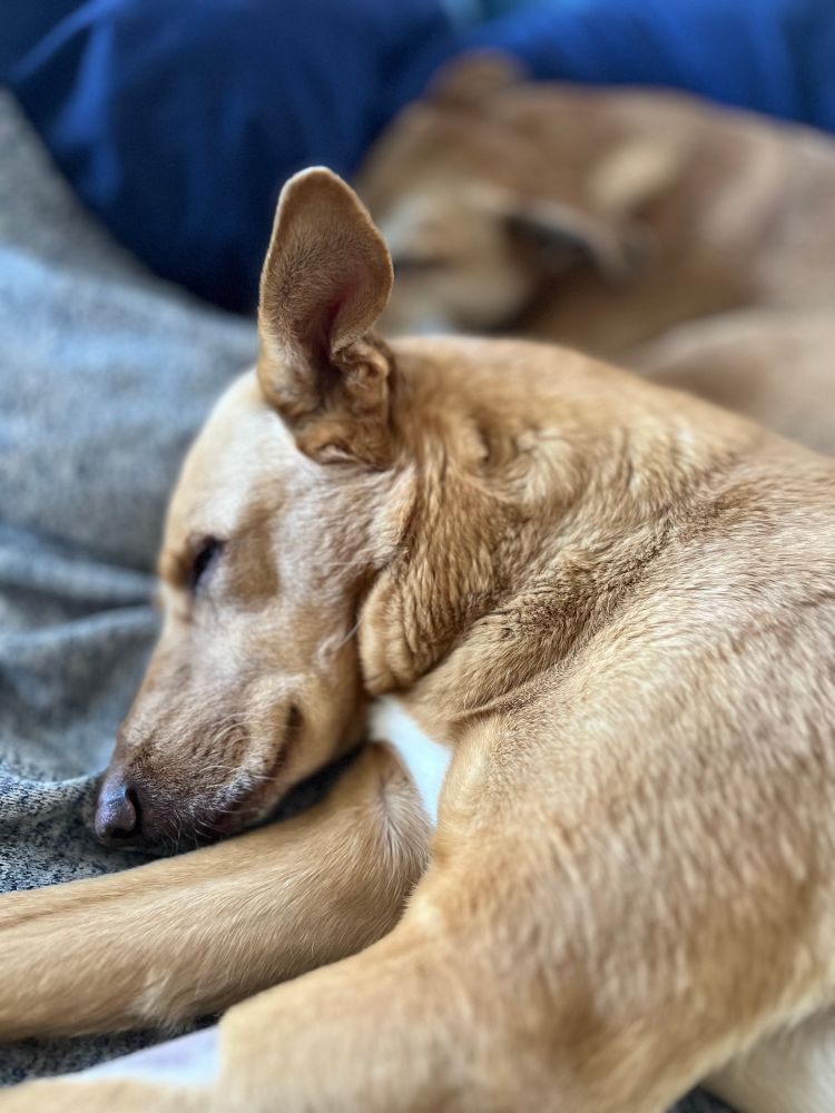 Two heavily medicated orange dogs with semi-rigid ears and wedge-shaped faces, zoned out on a blue blanket.