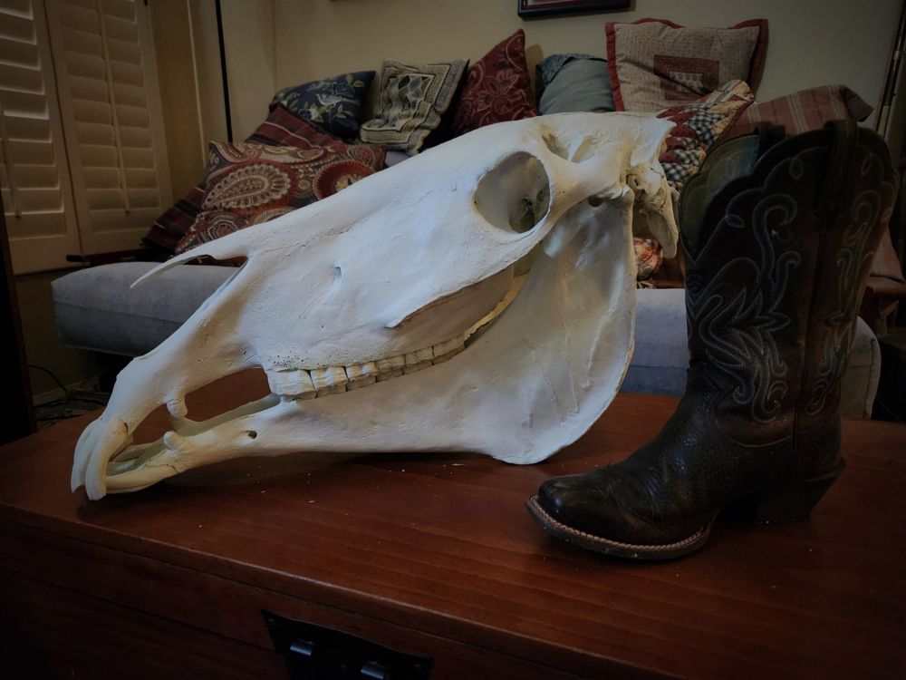 Large horse's skull on a trunk next to a cowboy boot