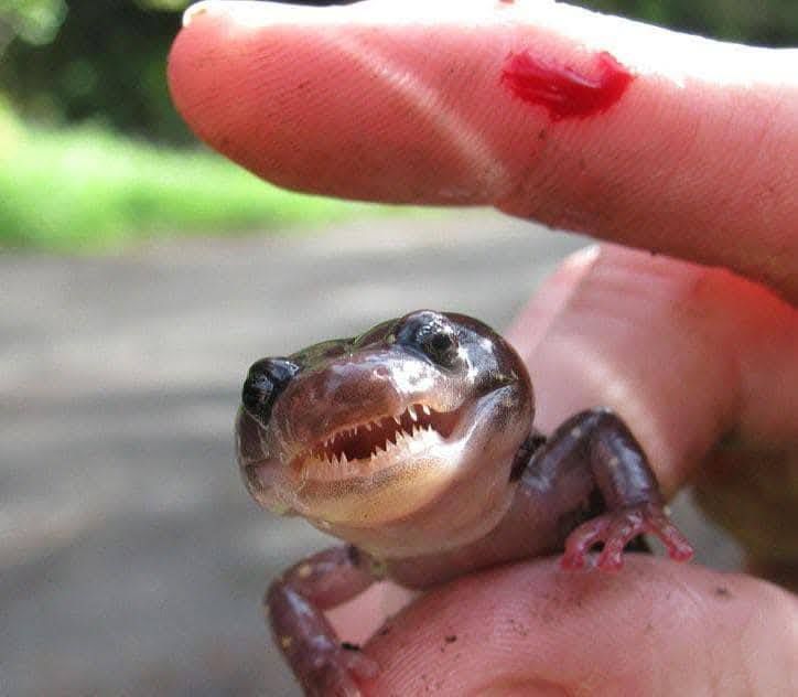 Arboreal Salamander (Photo by Val Johnson)