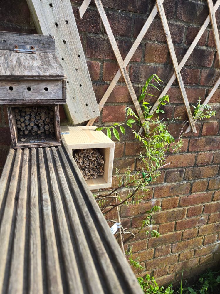 Mason bee home in UK garden. 