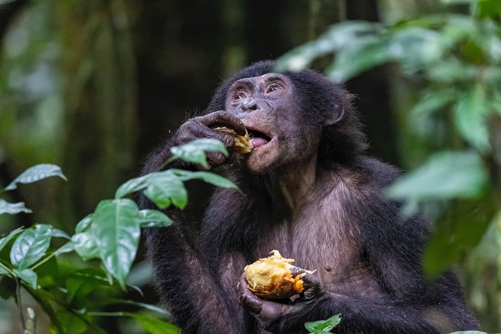 A young bonobo (Pan paniscus) eats a Mammea africana fruit in a Congolese forest, dispersing the large seeds of this tropical tree. The ecological role of this endangered seed disperser is threatened by habitat loss, fragmentation, and illegal hunting within their restricted range. Image credit: Christian Ziegler.