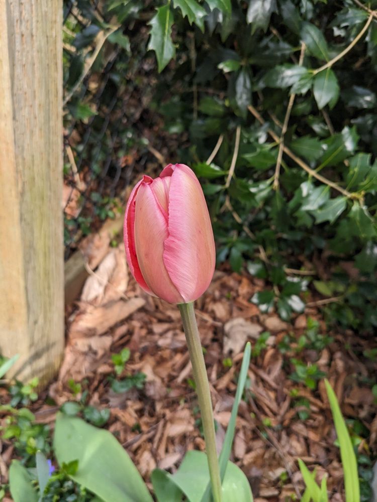 Photo of a closed tulip