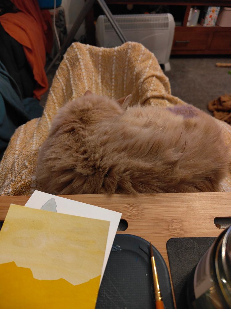 An orange cat sitting on legs having a nap