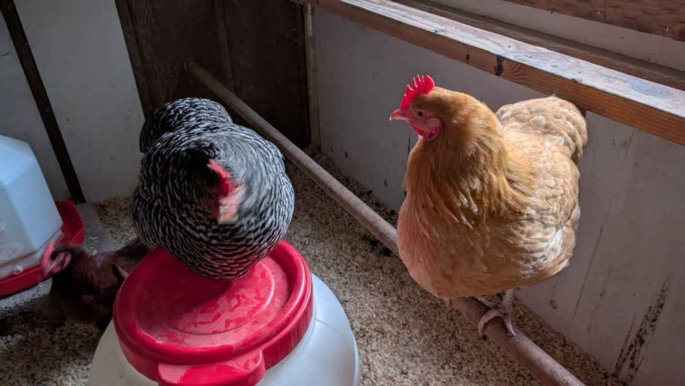 Licorice and Omelette in their coup. 