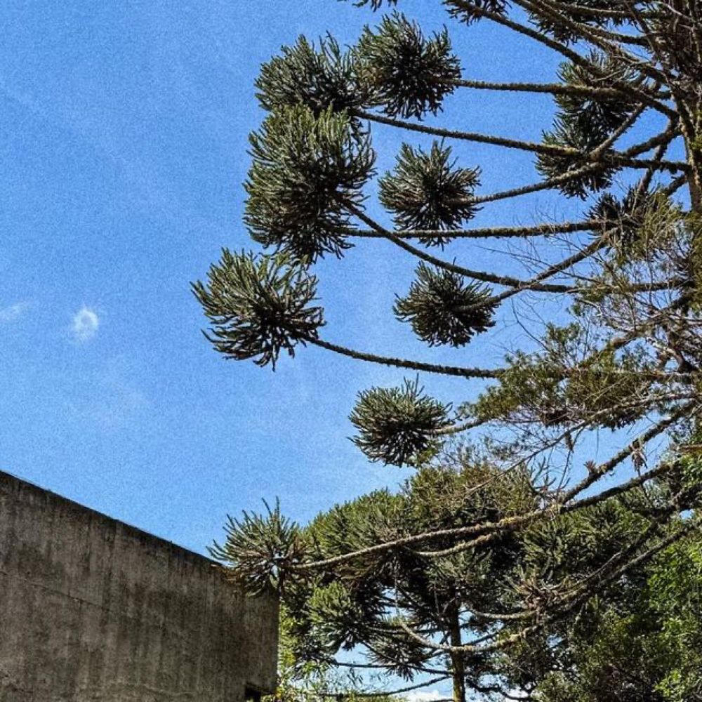 João Kolokathis on Instagram: "Concreto & Araucária volume I

#camposdojordao #fotografia #photography #canonphotography #sketch #sketchbook #croquis #croqui #arquitetura #auditorio #architecture #con...