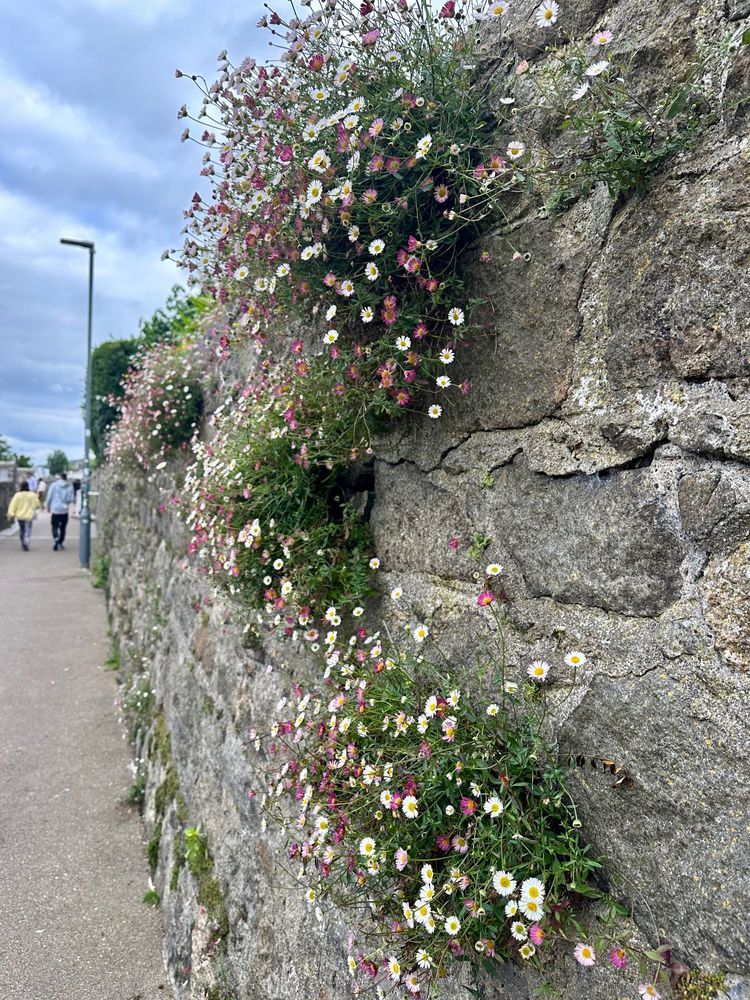 Tufts of Mexican Fleabane growing from a stone wall