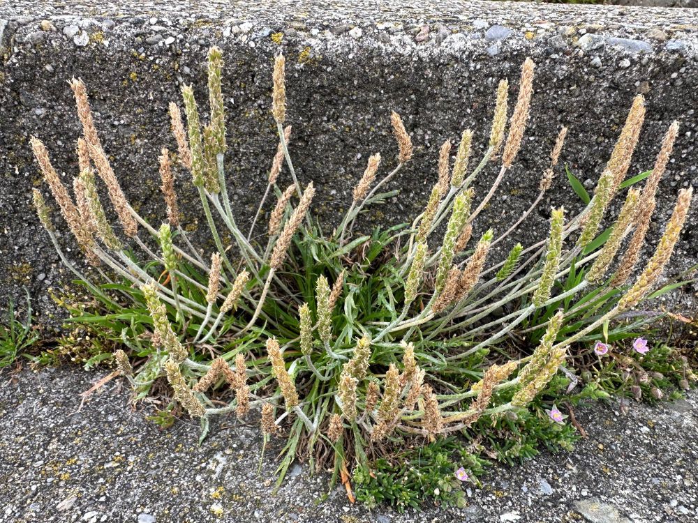 Clump of Buck's-horn Plantain in flower